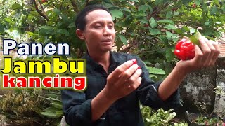 Panen Jambu Kancing Merah