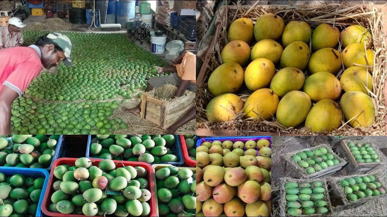 Mango Wholesale Market रत्नागिरी के हापूस आम Home Delivery