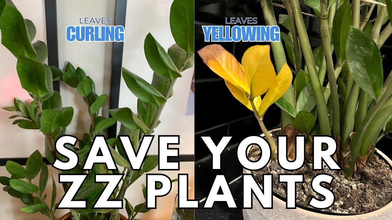 How to REVIVE ZZ Plant Leaves Turning YELLOW, CURLING, DROOPING (SAVE IT  WHEN IT TURNS YELLOW)