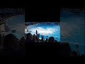 Jessica's and orcas bond #orcas#trending#foryoupage#orcas#trending#foryoupage