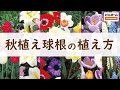 【HOWTO】秋植え球根の植え方