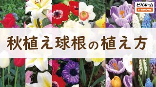 【HOWTO】秋植え球根の植え方
