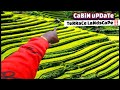 HoMeSTeaD LiViNg oFFgRid! LaNdScaPiNg TeRRaCe (CaBiN uPDaTe)