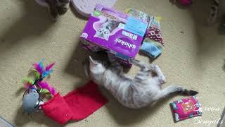 7 Week Old Bengal Kittens Whiskas Box Playtime by Bonnie & Isla Bengal Twins 100 views 10 months ago 58 seconds