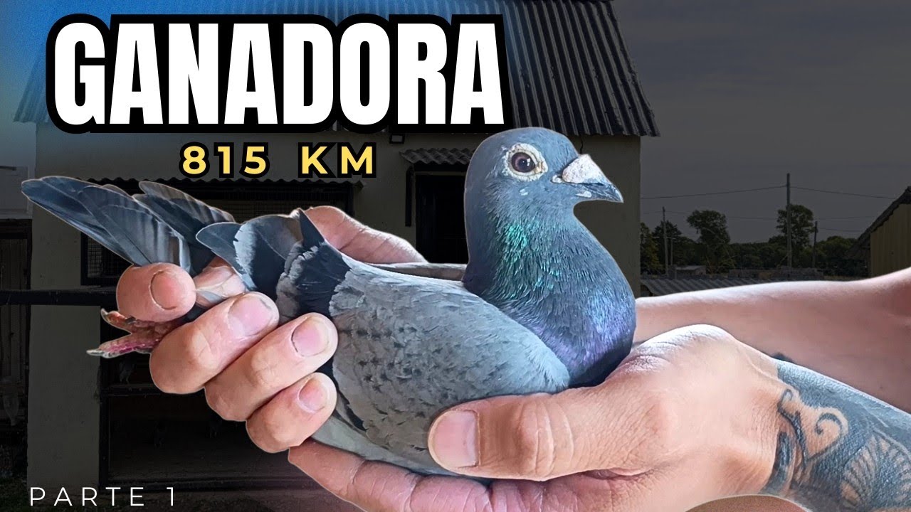 LOGRÓ GANAR el campeonato! Pedro, amistad y palomas