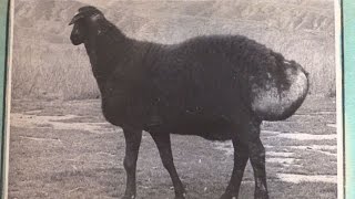 Листаем альбомы с фотографиями гиссарских овец сделанные в 20-50 года XX века