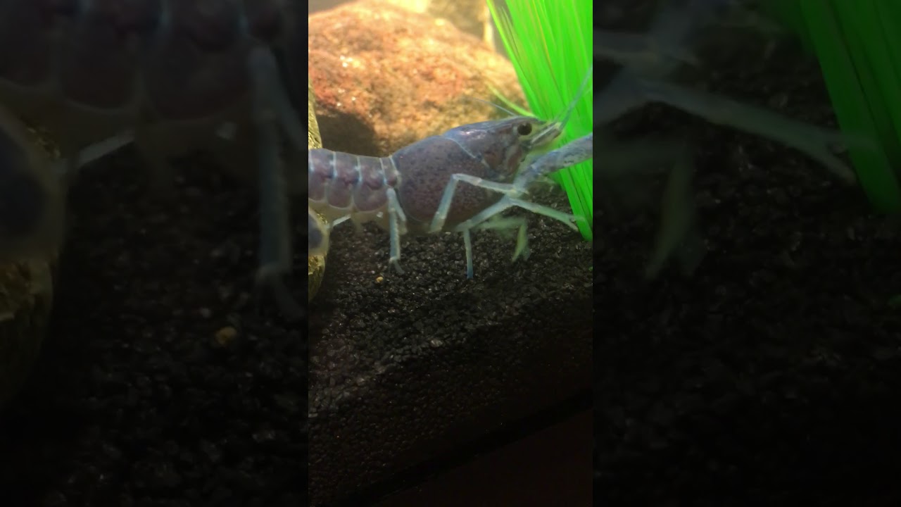 camera iphone 8 plus apk Blue lobster 20 gallon community