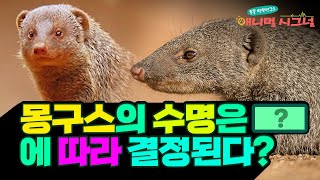 [시크릿 주주] 작지만 호전적인 성격을 가진 몽구스의 특급 시크릿🔥 / YTN 사이언스
