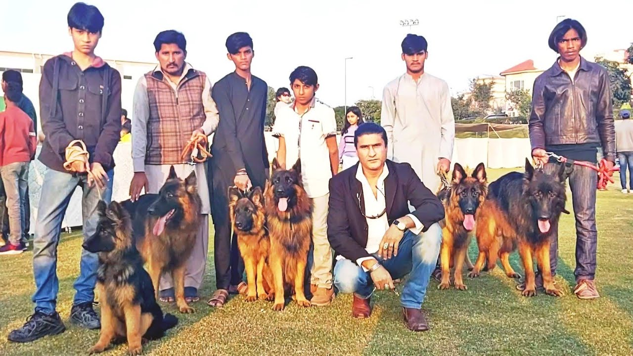 Quality German shepherd dogs with Atif Rizvi Hsn Entertainment - YouTube