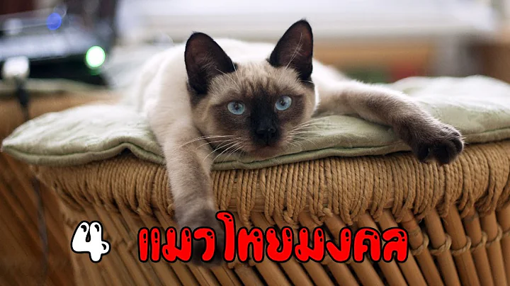 Video 11043641: siamesecat, cat breed thai