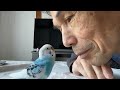 飼い主と遊ぶセキセイインコのピーちゃん