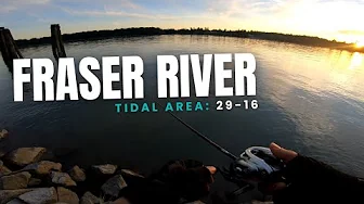 Tidal Fraser river pink salmon fishing | August 21 | Area 29-16 | Quick trip | BFS salmon fishing