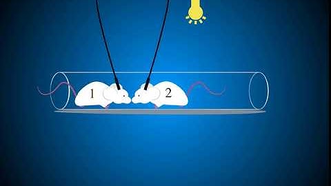 Tube test with optogenetic manipulation on mPFC