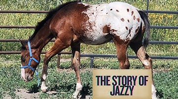 Jazzy The Appaloosa Colt -- Life With Horses at 73