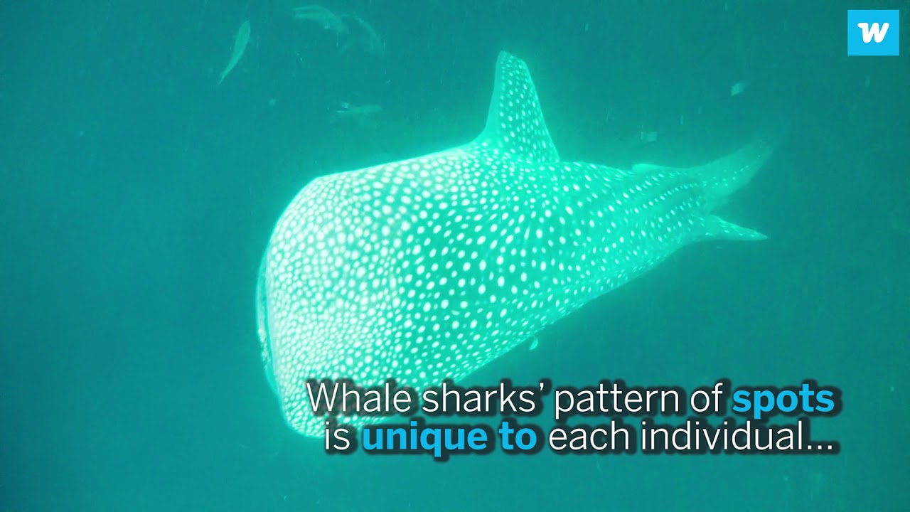 How a town called Pintuyan is hosting and protecting whale sharks in Leyte, Philippines