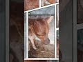#peddi#chikirichikirisong #ramcharan#viral#foryou #trendingshorts#cowvideos #funnyshort#youtubeshort