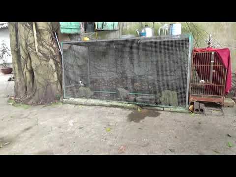 Video Cách Tập Lực & Giữ Lửa Cho Chim Chào Mào. - youtube