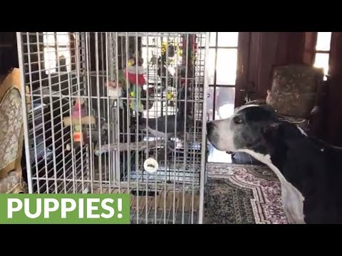 Great Danes meet parrots evacuating Hurricane Irma Great Danes meet parrots evacuating Hurricane Irma