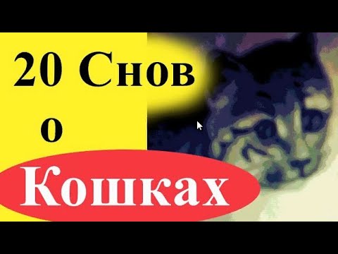 К чему снится кошка (с котятами) - 20 снов (женщине и мужчине)