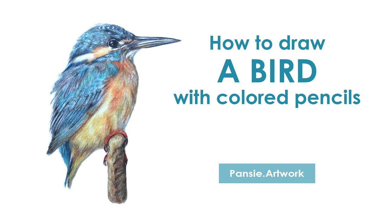 Colored Pencil : How to draw a bird วาดนกง่ายๆ ด้วยสีไม้ - YouTube