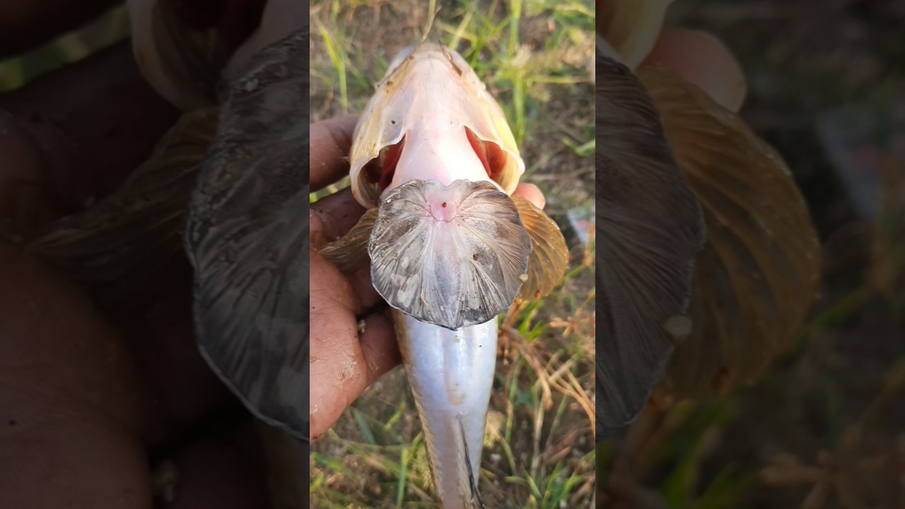 flower fish & sand fish amazing sweet water fish 