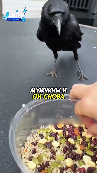 Человек подружился с вороной ️ - YouTube