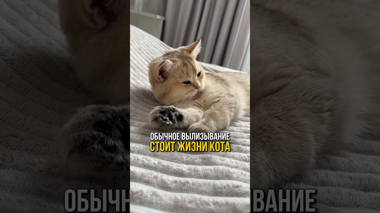 А вы знали что обычное вылизывание может стоить жизни вашего котика?🐱❤️‍🩹