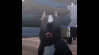 Oyun Rotası Kara Bela Edit