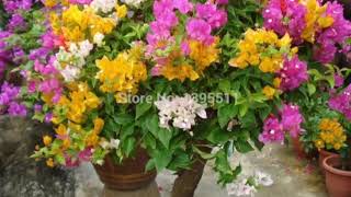 Bougainvillea collection in different colors and varitey