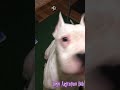 Dogo Argentino Аргентинский дог голос