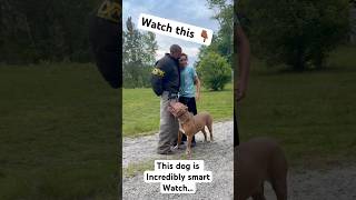 This is one smart dog! 😳#shorts #dog #dogtraining