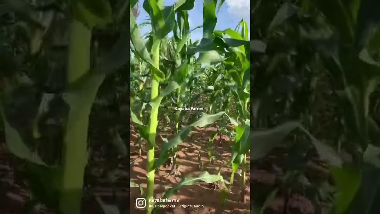 Our maize plant at 60 days. 