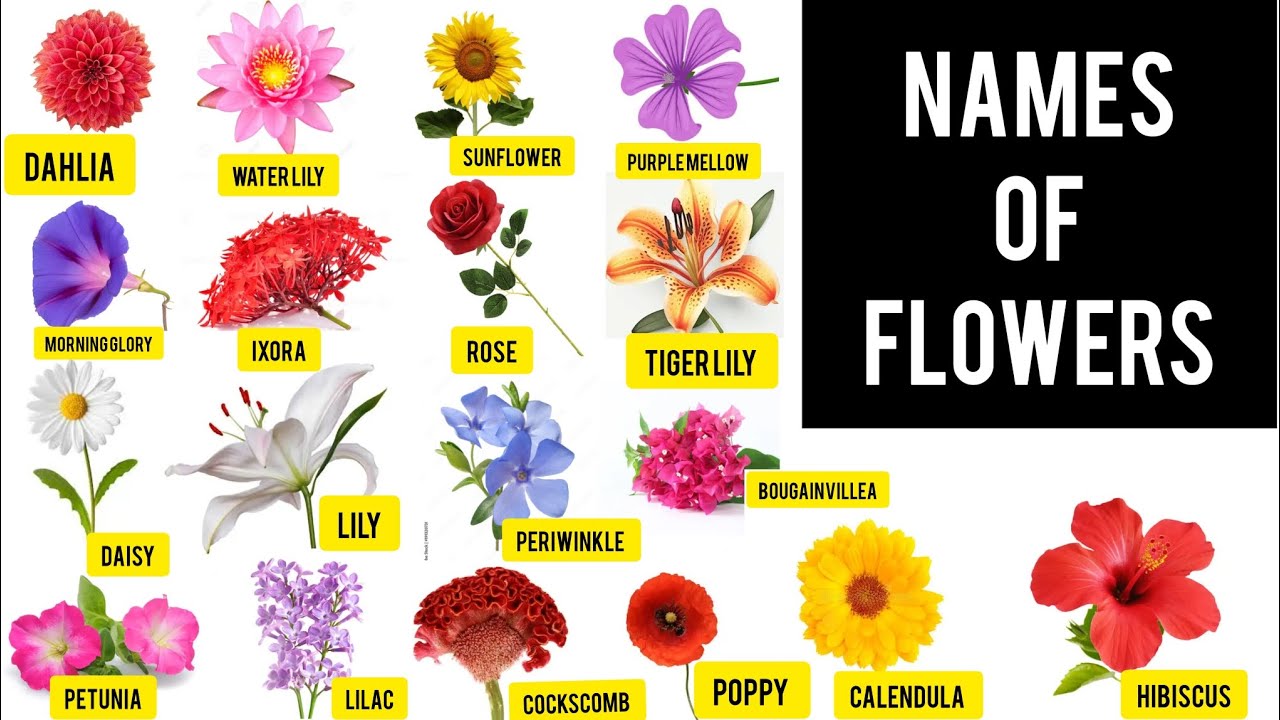 NAMES OF FLOWERS IN ENGLISH 40 NAMES OF FLOWERS OF THE WORLD