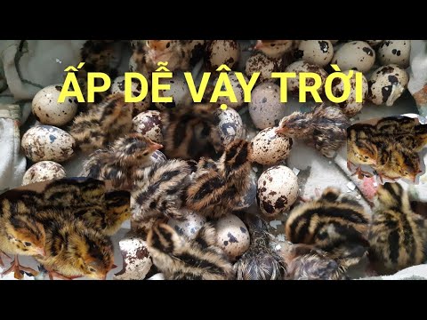 Video Ấp trứng Chim Cút.Chỉ với hai cái Áo Cũ(Không Cần Máy... - youtube