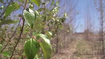 Finding Fingerprints of Selection in Poplar Genomes