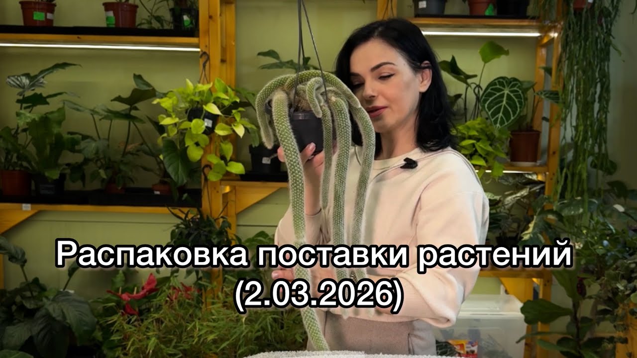 Обзор , распаковка поставки растений из Голландии🌱(2.03.2026)