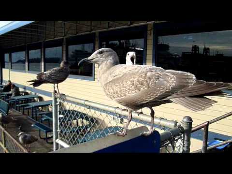 Feeding the Seagulls at Ivar's- Rick Moyer's Video...