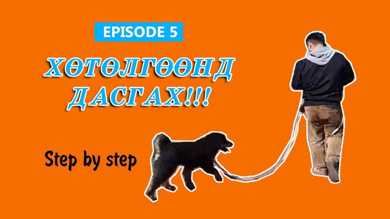 Нохой сургах арга #5 | Хөтөлгөөнд дасгах | Чирэхгүй сургах | Nohoi surgah arga | Mongol bankhar |