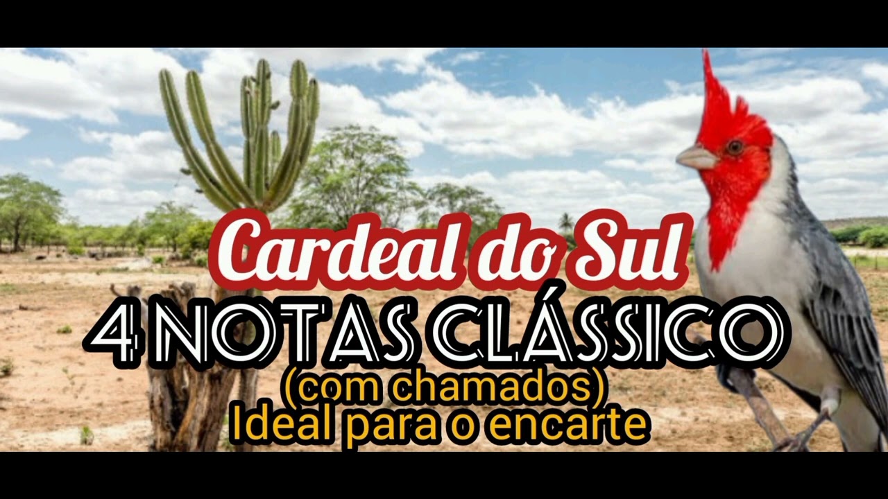 Canto do CARDEAL DO SUL - Áudio pra encarte - Canto clássico 4 NOTAS