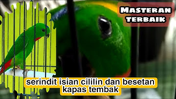 Masteran serindit gacor isian cililin dan besetan