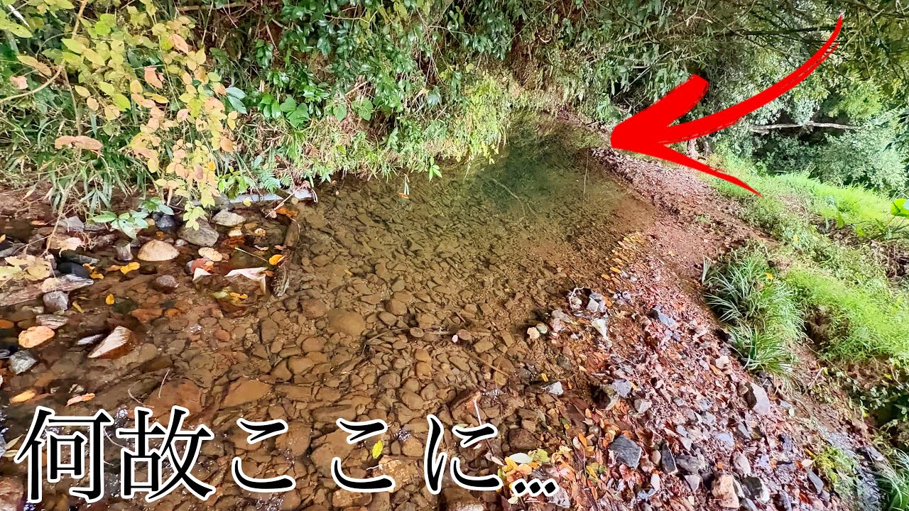 【驚愕】人里離れた水溜まりで見たことない激ヤバ魚を発見してしまった…