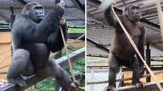 ゴリラ シューズ gorilla サンドスウェード 27-28相当 Gorilla⭐️ Rare footage! Gentaro and Kintaro seen from the