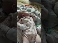 во сколько месяцев ваш ребенок начал замечать животных?