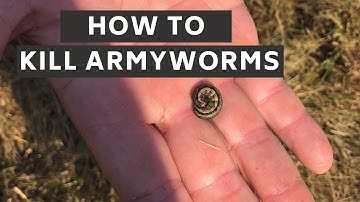 How to Identify and Kill Armyworms