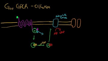 GPCRs in Olfaction (Golf)
