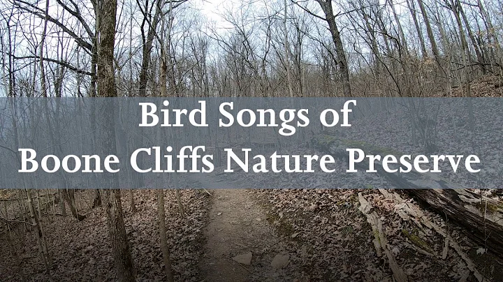 Bird Songs of Boone Cliffs