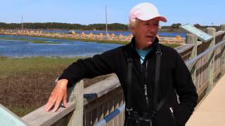 Travelogue - Birding in Virginia, Chincoteague Island, VA