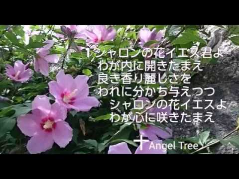 シャロンの花 賛美 新聖歌286 Youtube