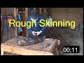 From Flowage to Fashion: How to Rough Skin a Beaver with Full Commentary including castor removal