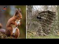 Lagopus | NEW Tragopan Chair Hide | Red Squirrel Wildlife Photography